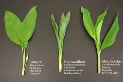 [ Confusions fatales : ail des ours, colchique ou muguet ]